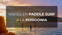 PADDLE-SURF